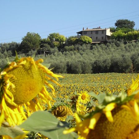 Agriturismo Oliveto Di Geltrude Contessa 아멜리아 외부 사진