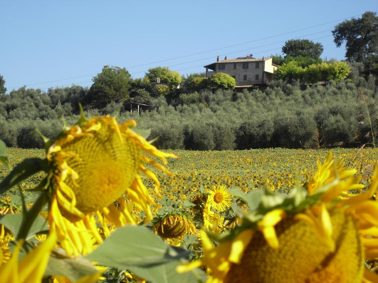 Agriturismo Oliveto Di Geltrude Contessa 아멜리아 외부 사진